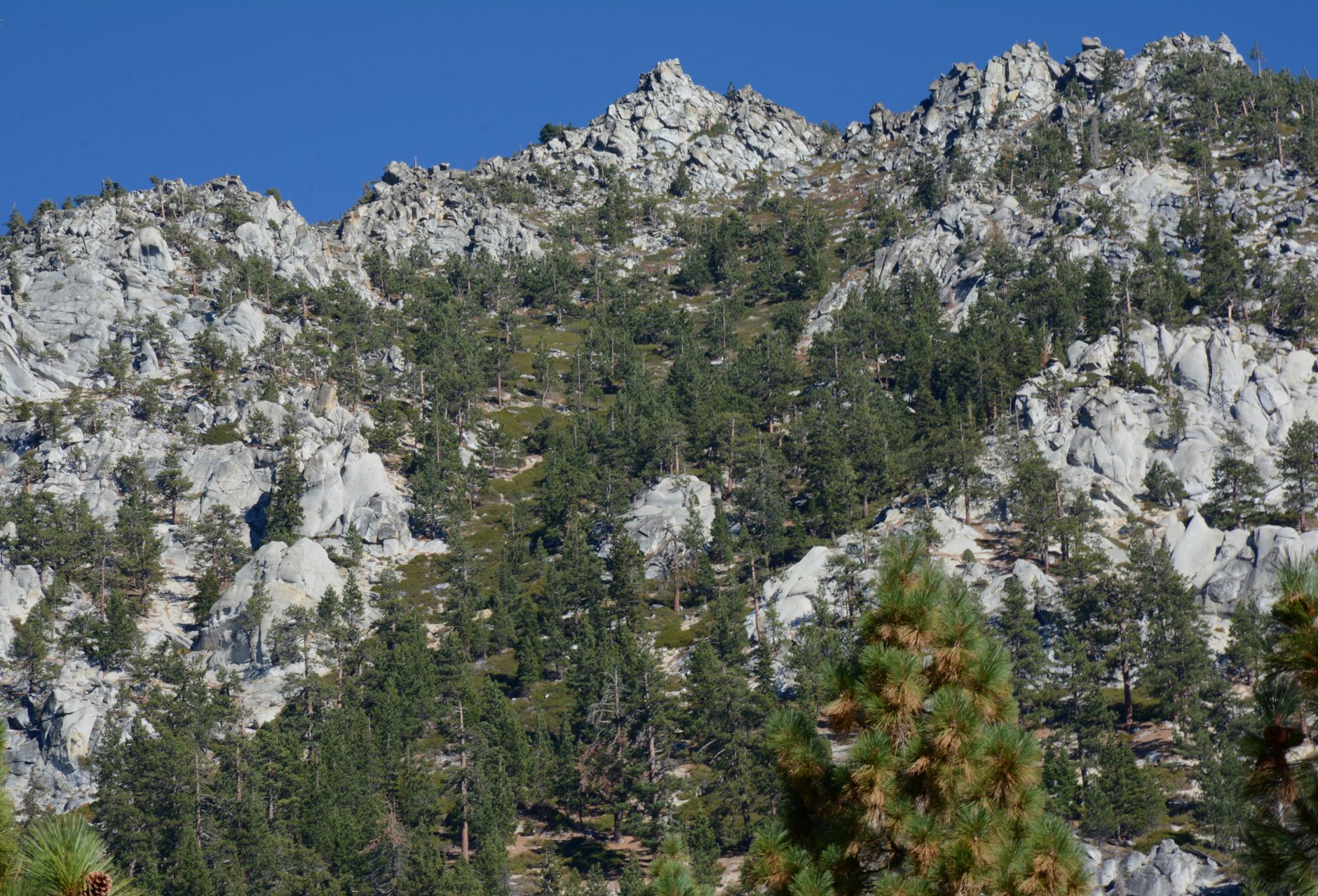 Zalesione zbocza skalistych gór w Sierra Nevada w słoneczny dzień
