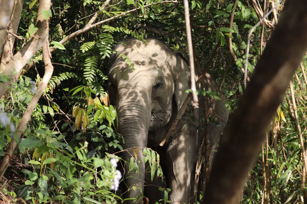 Słoń azjatycki ukryty w gęstej dżungli Chiang Mai